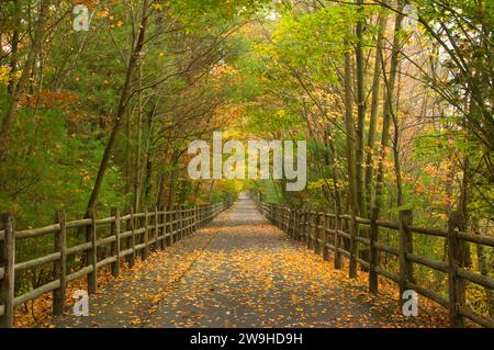 Sentiero ferroviario; sentiero storico del Canale di Farmington; Connecticut; sentiero; escursionisti; foresta; Path, Walk, Stati Uniti; George Ostertag; Hartford County; wood, se Foto Stock