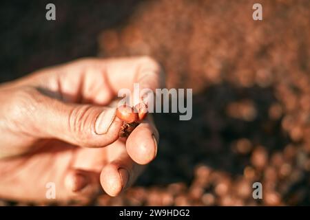 Agricoltore che mostra chicchi di caffè raccolti nelle sue mani, messa a fuoco selettiva Foto Stock