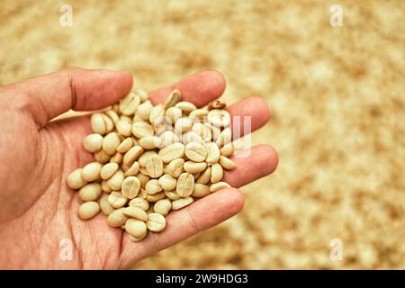 Agricoltore che mostra chicchi di caffè raccolti nelle sue mani, messa a fuoco selettiva Foto Stock