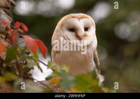 Gufo fienile (tyto alba) seduto su un muro di pietra. Foresta sullo sfondo. Ritratto di gufo. Gufo seduto sulla recinzione. Gufo sul muro di pietra. Foto Stock