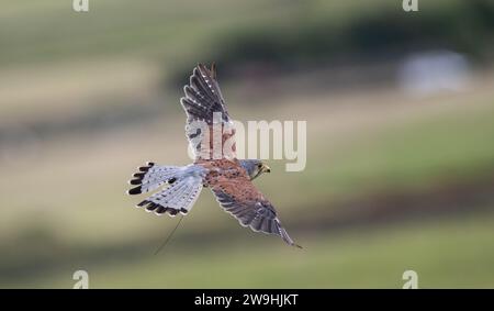 Kestrel maschio prigioniero, Falco tinnunculus, in volo. North Yorkshire, Regno Unito. Foto Stock