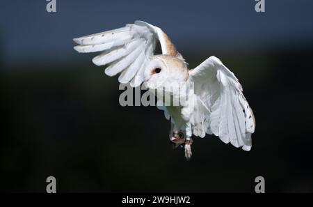 Barn Owl, Tyto alba, in un centro di falconeria a caccia di prati. North Yorkshire, Regno Unito. Foto Stock