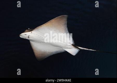 La razza aquila comune (Myliobatis aquila) è un pesce carnivoro di elasmobranco originario dell'Oceano Atlantico orientale e del Mar Mediterraneo. Foto Stock