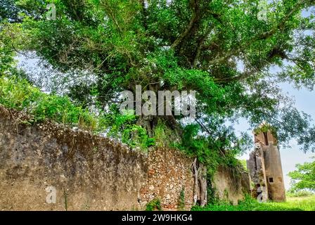 Rovine storiche di Trocha Mariel Majana, Cuba Foto Stock