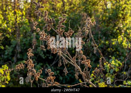 Piante di xanthium note anche come cocklebur comune durante la stagione autunnale Foto Stock