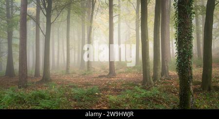 La fitta nebbia ricopre Chevin Forest Park, Otley, e ammorbidisce l'ambiente boschivo con gli ultimi resti di fogliame verde che si aggrappano alla fine di novembre. Foto Stock