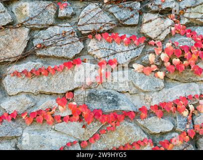 Foglie di edera rossa autunnale su un muro di granito di pietra Foto Stock