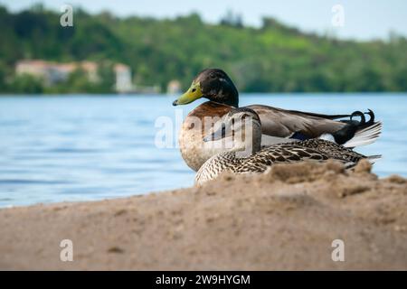 Un paio di anatre domestiche sedute su una sponda sabbiosa del fiume e che guardano in una direzione Foto Stock