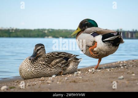 Un paio di anatre domestiche sulla riva sabbiosa del fiume. Il drake si trova su una gamba Foto Stock