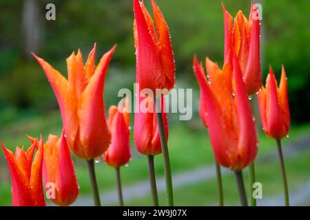 Primo piano dei tulipani di Ballerina arancioni e gialli che crescono fiori di tulipano in giardino di aprile in primavera Galles Regno Unito Gran Bretagna KATHY DEWITT Foto Stock