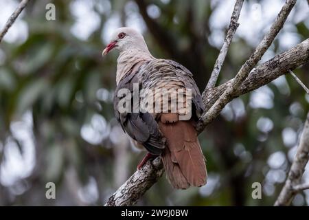 Piccione rosa - Nesoenas mayeri - Columbidae - uccello adulto nel Parco Nazionale della Gola del fiume Nero a Mauritius Foto Stock