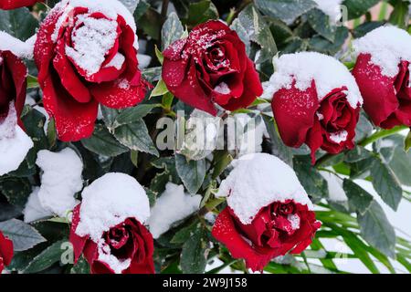 I boccioli rossi sono ricoperti di neve in inverno Foto Stock