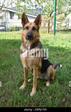 Ritratti di cane di un cane da pastore tedesco Foto Stock