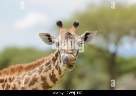 Primo piano di una giraffa Masai (Giraffa camelopardalis tippelskirchi o "Twiga" in Swaheli) immagine presa su Safari situato nel Parco Nazionale del Serengeti,Tan Foto Stock