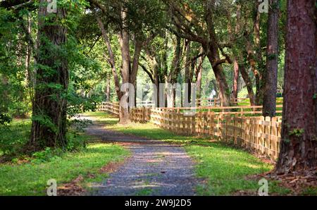 Sentiero pedonale con grandi alberi di quercia che tettoia e recinzioni di legno a Tallahassee, Florida Foto Stock