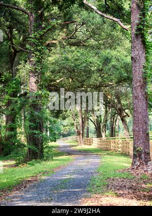 Sentiero pedonale con grandi alberi di quercia che tettoia e recinzioni di legno a Tallahassee, Florida Foto Stock