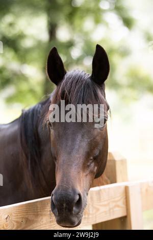 Amichevole cavallo con recinzione in legno con orecchie ben rialzate e morbido sfondo paesaggistico. Foto Stock
