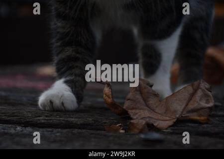 Gatto randagio per le strade di Lubiana Foto Stock