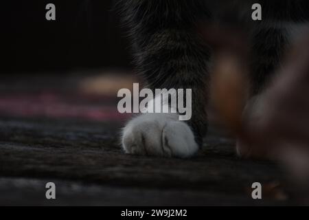 Gatto randagio per le strade di Lubiana Foto Stock