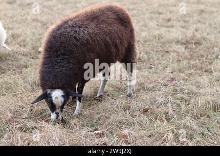 Pecore che pascolano su un pascolo in inverno Foto Stock