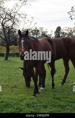 Maestoso ed elegante cavallo marrone Foto Stock