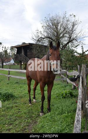 Maestoso ed elegante cavallo marrone Foto Stock