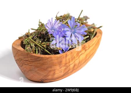 Cicoria essiccata, Cichorium intybus, di fronte a sfondo bianco Foto Stock