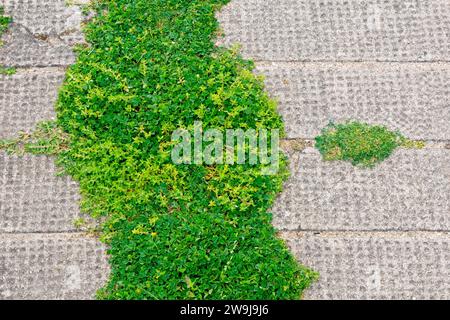 Primo piano una massa di Medick Nero (medicago lupulina) e Knotgrass (polygonum aviculare) che cresce lungo una crepa in una pavimentazione di cemento. Foto Stock