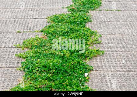 Primo piano una massa di Medick Nero (medicago lupulina) e Knotgrass (polygonum aviculare) che cresce lungo una crepa in una pavimentazione di cemento. Foto Stock