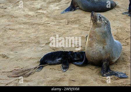 La madre delle foche di pelliccia del Capo e il cucciolo appena nato riposano sulla spiaggia nella riserva delle foche di Cape Cross, Namibia Foto Stock