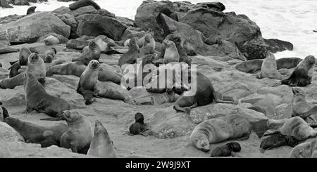 Una grande colonia di foche di pelliccia di Capo che riposa sulla costa rocciosa della Cape Cross Reserve, Namibia. Foto Stock