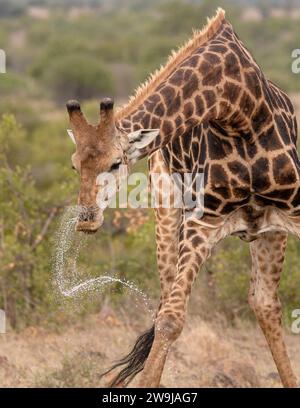 Acqua potabile animale da una buca d'acqua nel periodo secco e siccità; giraffa a collo lungo alta che si piega verso il basso per bere acqua e solleva la testa Foto Stock