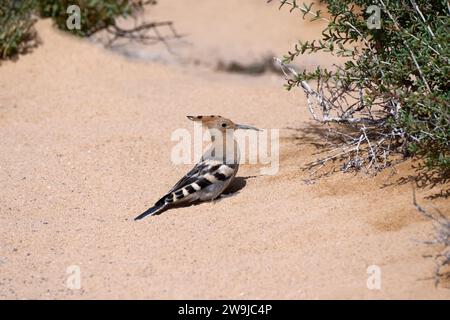 L'eurasiatica (Upupa epops) è seduta nella sabbia accanto a un arbusto a Fuerteventura Foto Stock