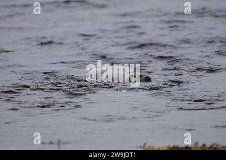 Eurasian Otter alias Sea Otter (Lutra lutra) sull'Isola del Giura, un'isola interna delle Ebridi in Scozia, Regno Unito Foto Stock