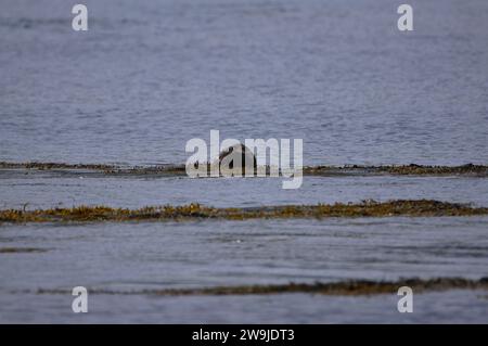 Eurasian Otter alias Sea Otter (Lutra lutra) sull'Isola del Giura, un'isola interna delle Ebridi in Scozia, Regno Unito Foto Stock