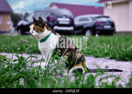 Il colletto verde delle pulci è collocato su un gatto calico seduto su un sentiero di ingresso in cemento di fronte alle auto parcheggiate sul prato nella zona rurale nei giorni estivi. Foto Stock