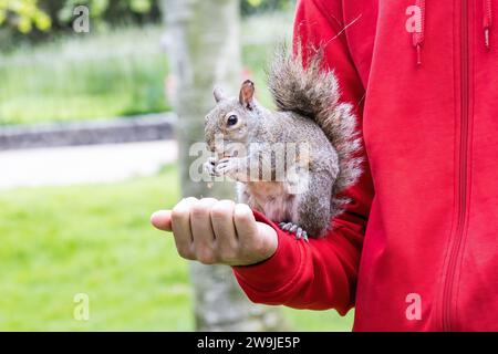 Uno scoiattolo grigio (Sciurus carolinensis) che mangia un'arachidi in mano a un turista Foto Stock