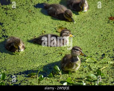 Pulcini di anatre a testa bruna (Anas flavirostris) nella Reserva Ecologica Costanera Norte, Buenos Aires, Argentina Foto Stock