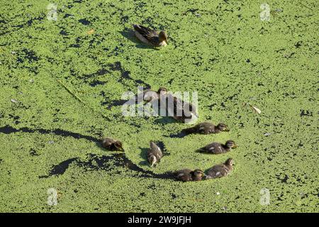 Famiglia di anatre a testa bruna (Anas flavirostris) con pulcini nella Reserva Ecologica Costanera Norte, Buenos Aires, Argentina Foto Stock