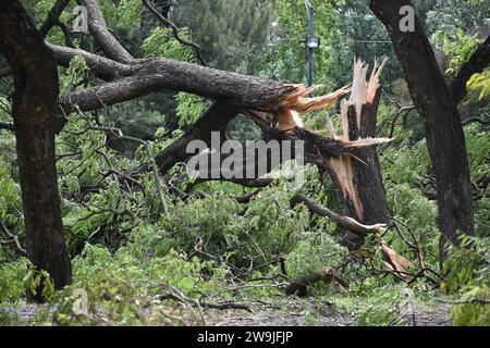 Alberi spezzati e caduti della specie Tipu (Tipuana tipu) nel parco Bosques de Palermo dopo una devastante tempesta del 18 12 2013 a Buenos Aires Foto Stock