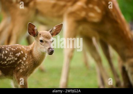 Cervo di Sika (Cervus nippon), ritratto, Baviera, Germania Foto Stock