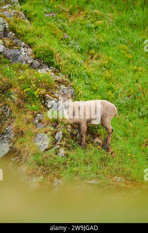 Stambecco alpino (Capra Ibex) giovane su un prato all'inizio dell'estate, Grossglockner, Parco Nazionale degli alti Tauri, Austria Foto Stock