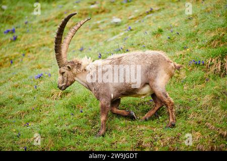 Stambecco alpino (Capra stambecco) maschio su un prato all'inizio dell'estate, Grossglockner, Parco Nazionale degli alti Tauri, Austria Foto Stock