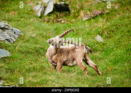 Stambecco alpino (Capra stambecco) maschio su un prato all'inizio dell'estate, Grossglockner, Parco Nazionale degli alti Tauri, Austria Foto Stock