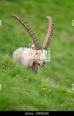 Stambecco alpino (Capra stambecco) maschio su un prato all'inizio dell'estate, Grossglockner, Parco Nazionale degli alti Tauri, Austria Foto Stock