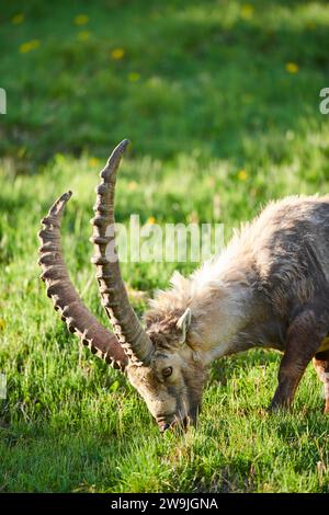 Stambecco alpino (Capra stambecco) maschio su un prato all'inizio dell'estate, Grossglockner, Parco Nazionale degli alti Tauri, Austria Foto Stock