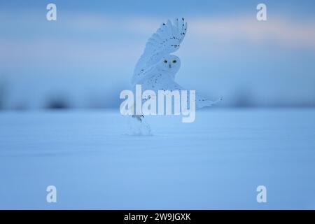 Gufo innevato maschile (Bubo scandiacus) (sin. Nyctea scandiaca), decollo da terra, neve che si schizza, guardando di lato, alare spalancate, inverno Foto Stock