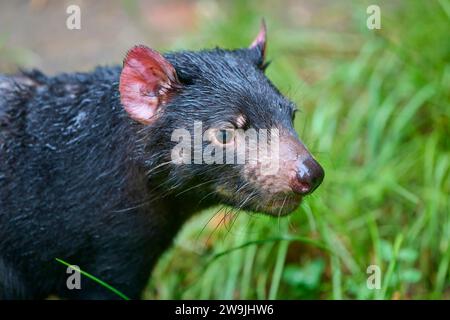 Diavolo della Tasmania (Sarcophilus harrisii), ritratto, prigioniero, Germania Foto Stock