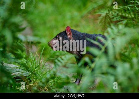 Il diavolo della Tasmania (Sarcophilus harrisii), guarda curiosamente attraverso un boschetto verde, prigioniero, in Germania Foto Stock