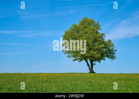 Faggio a vento nel prato di tarassio in primavera, Schauinsland, Friburgo in Brisgovia, Foresta Nera, Baden-Wuerttemberg, Germania Foto Stock